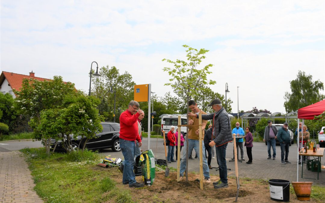 „Wir pflanzen einen Lindenbaum“